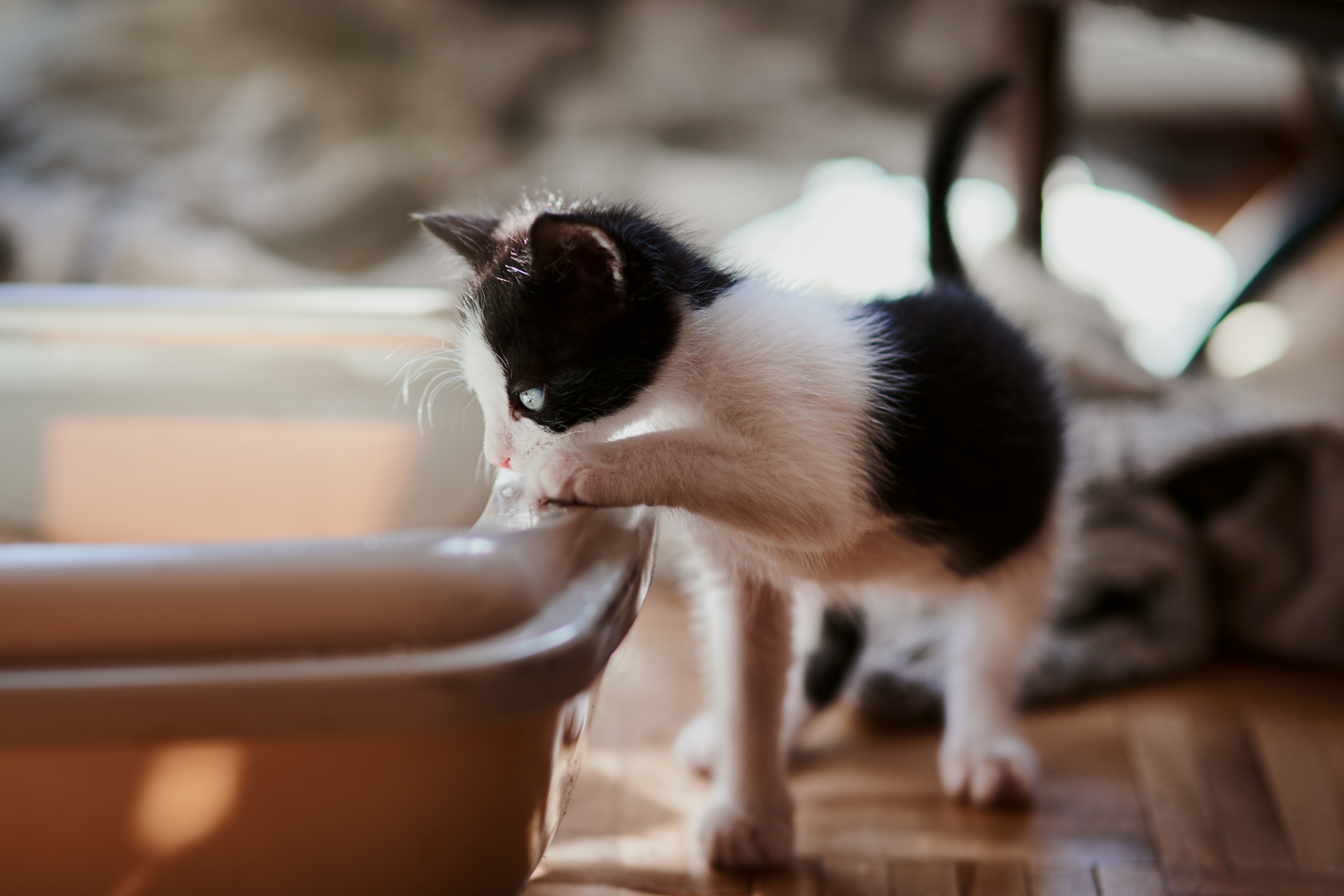 how to clean cat poop from bathtub