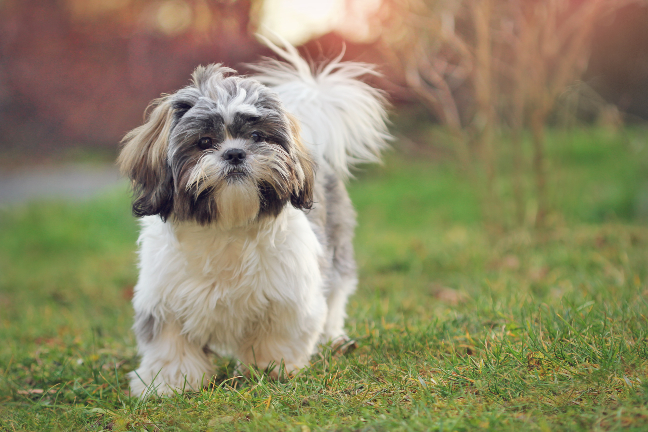 how do you groom a shih tzu face