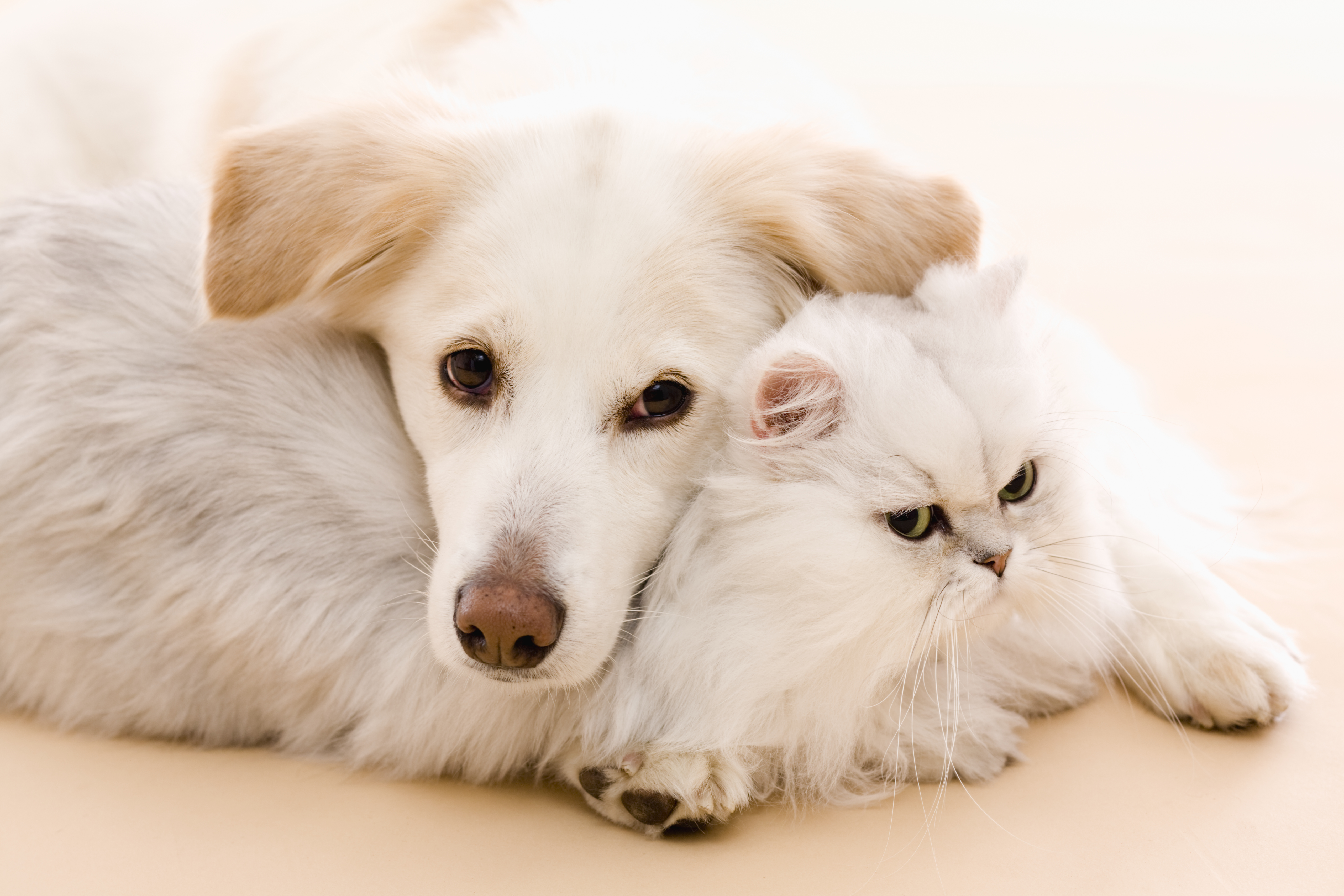 Белые собаки и кошки