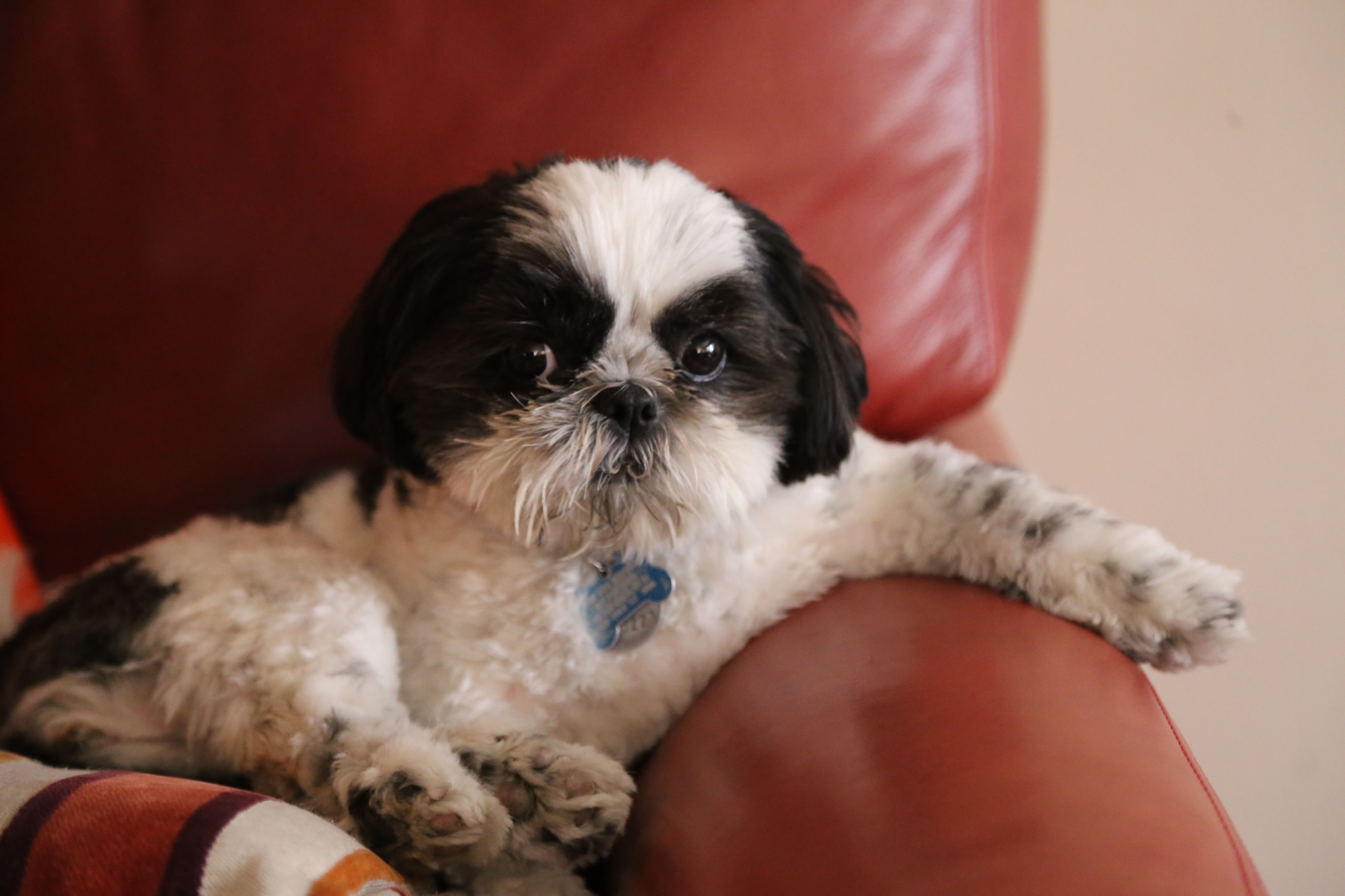 how can you tell if your shih tzu is pregnant