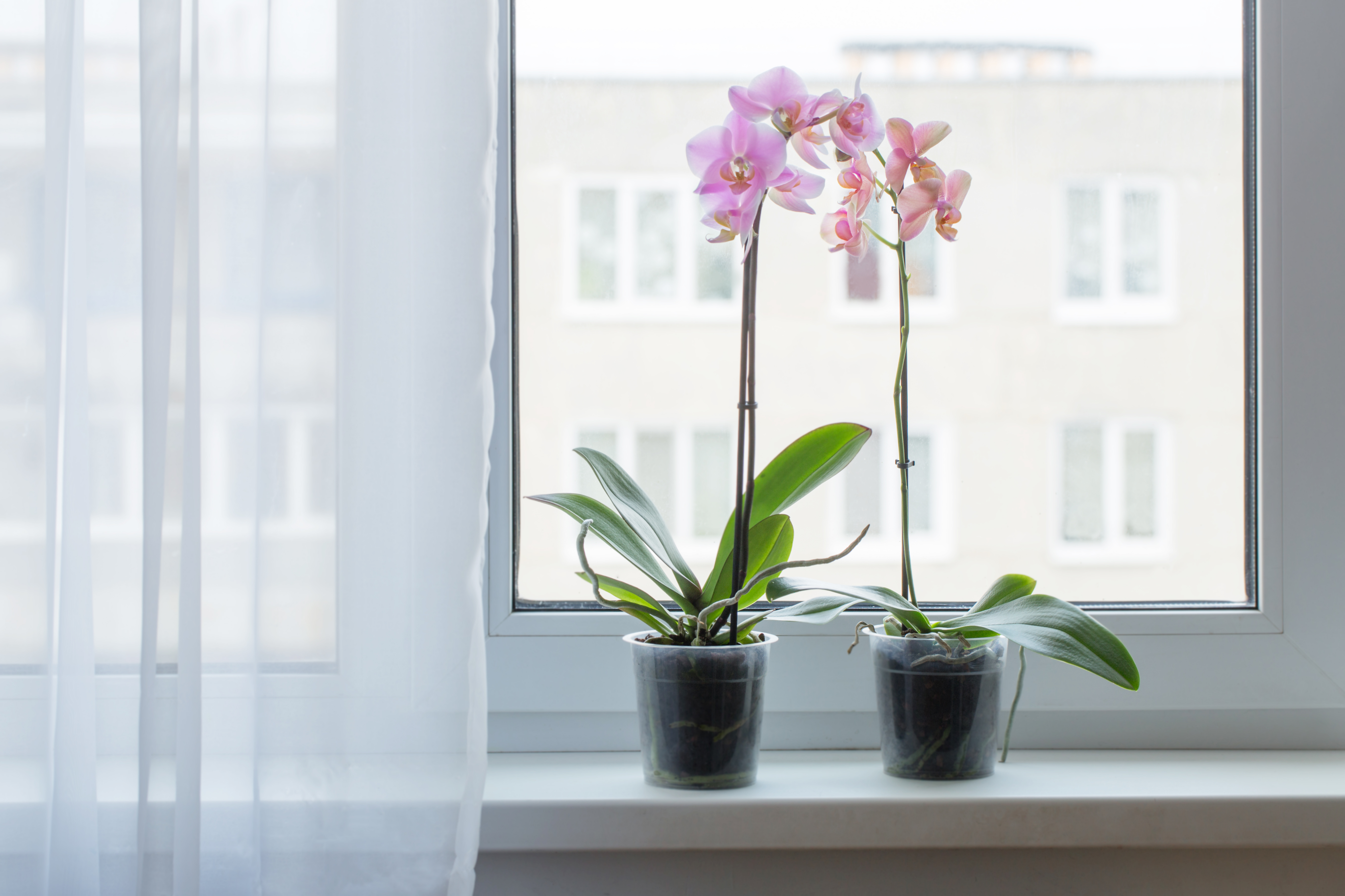 Почему нельзя дома орхидеи. Орхидея фаленопсис в горшке. Фаленопсис цветок комнатный. Цветы на подоконнике. Орхидея в горшке на подоконнике.