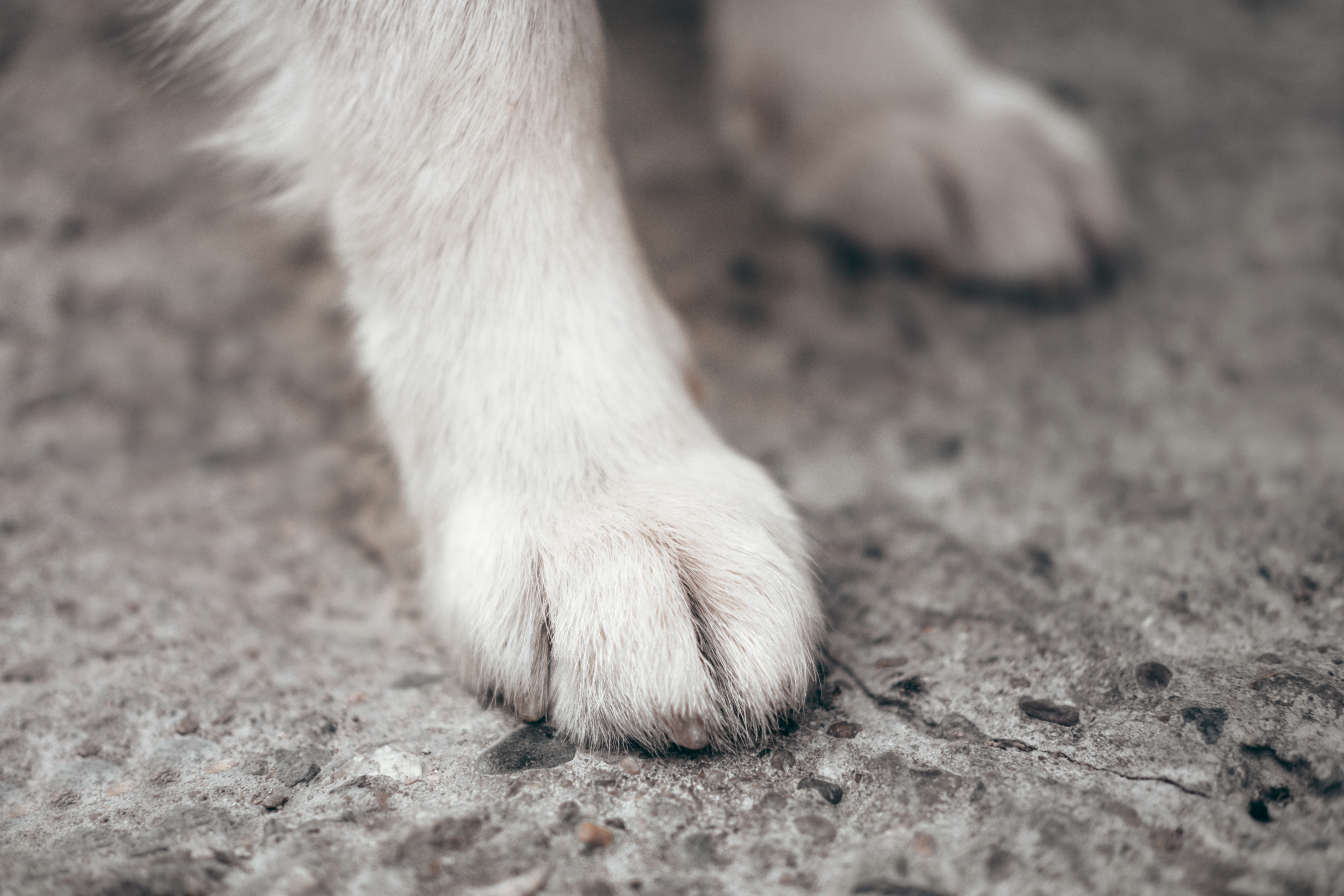 salt bath for dogs